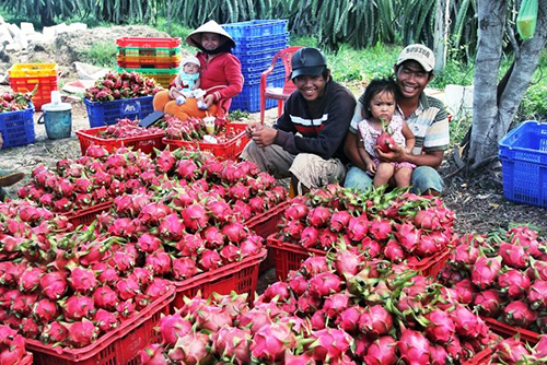 Nụ cười chất phác của những người nông dân hiền hậu xứ Bình Thuận bên cạnh đặc sản quê hương mình